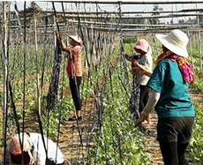 青島信德制帽有限公司